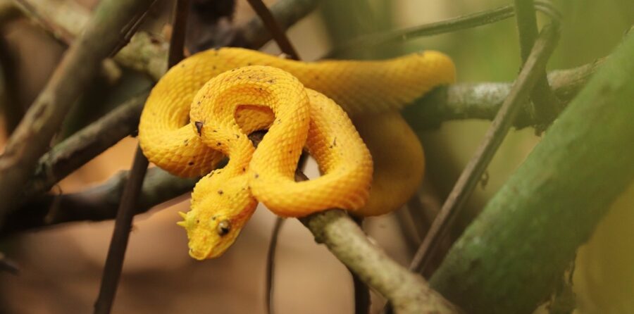 yellow viper snake head strike