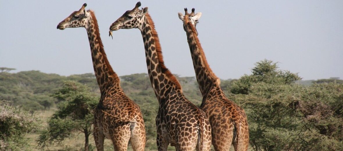 giraffes