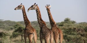 giraffes