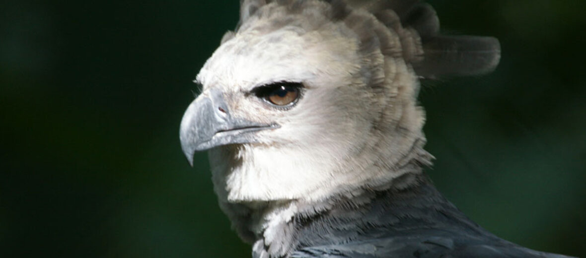 The Massive and Majestic Harpy Eagle