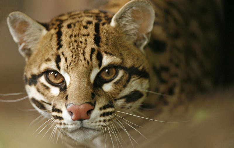 The Beautiful, Secretive, Ocelot | Critter Science