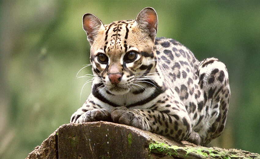 ocelot