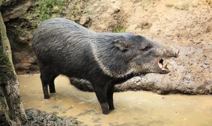 the-collared-peccary-critter-science