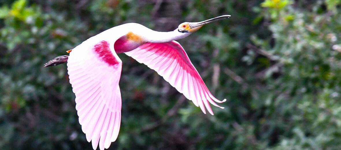 roseate spoonbill