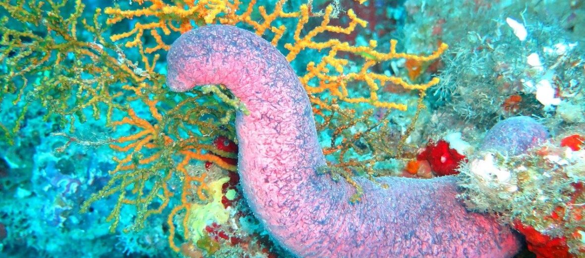 sea cucumber