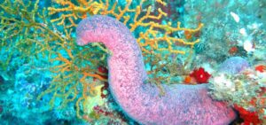 sea cucumber