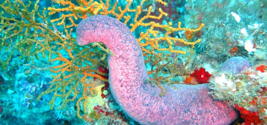 Slowly Enter the Sea Cucumber | Critter Science