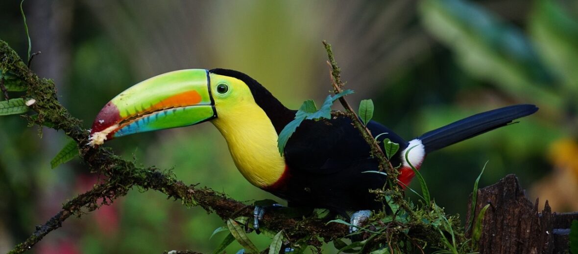 toucan, Critter Science