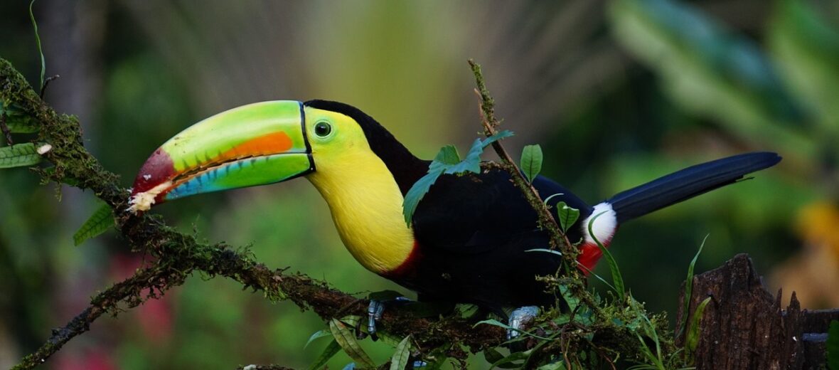 toucan