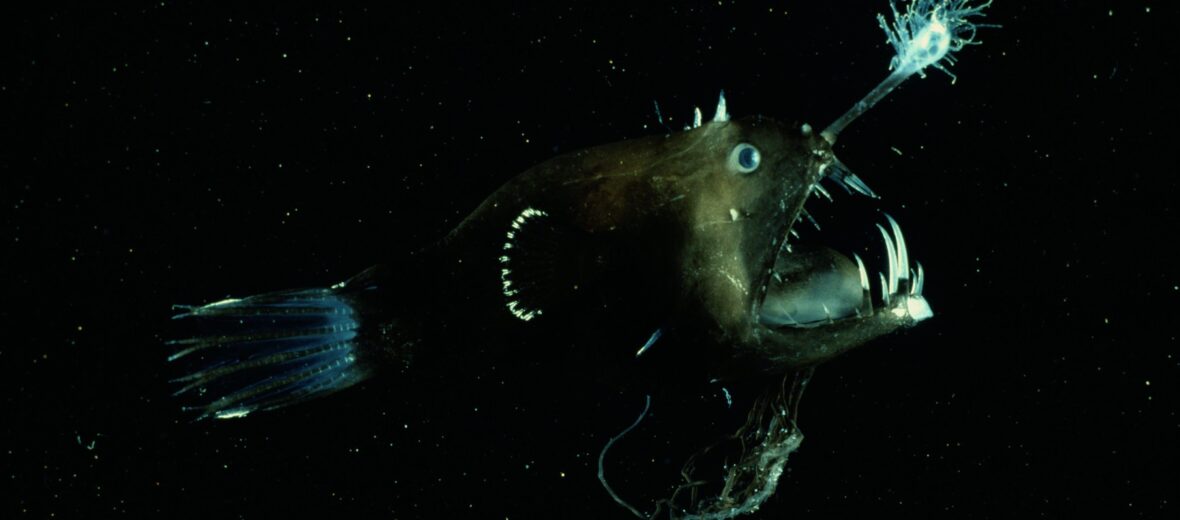 anglerfish, Critter Science