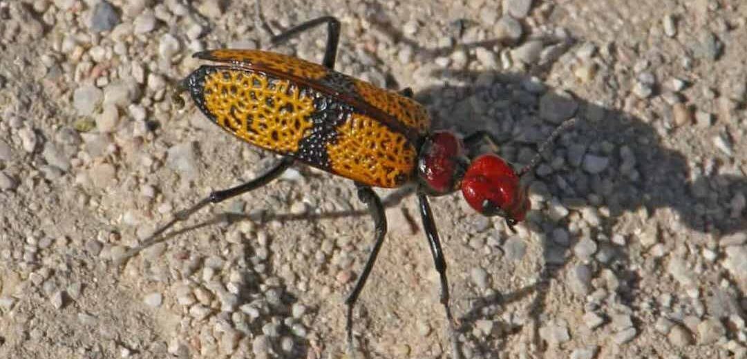blister beetle, Critter Science