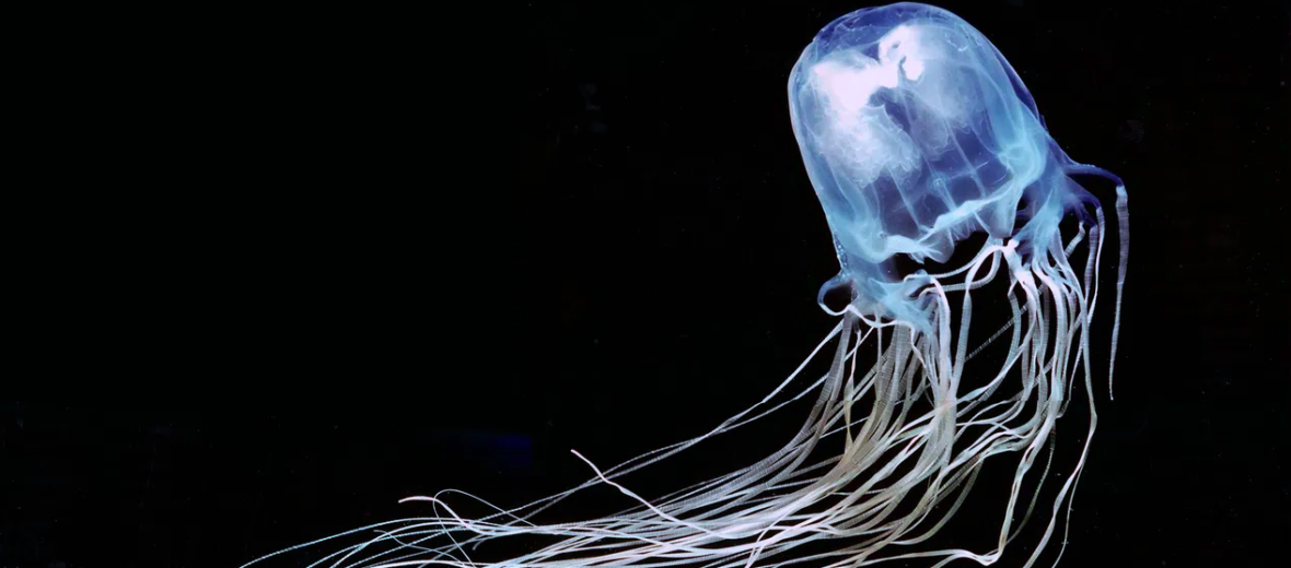 box jellyfish