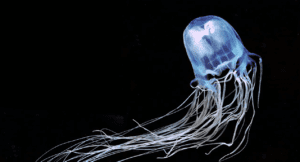 box jellyfish