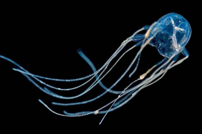 The Painful and Potentially Deadly Box Jellyfish – Critter Science