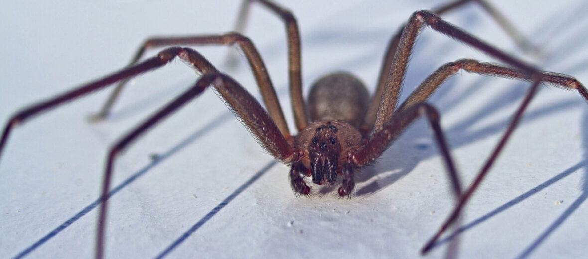 brown recluse, Critter Science