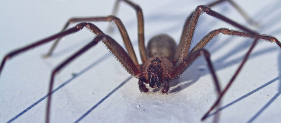 BROWN RECLUSE SPIDER: 10 Facts you should know 