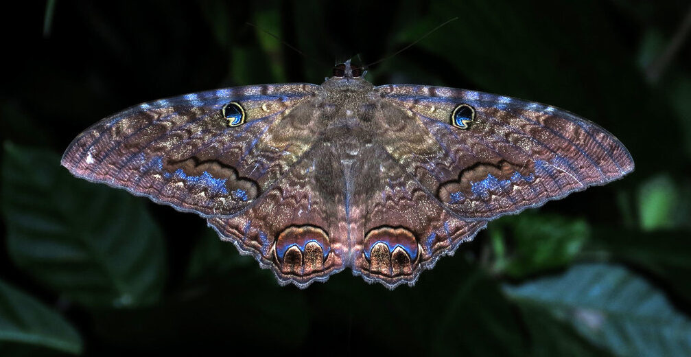 black witch moth