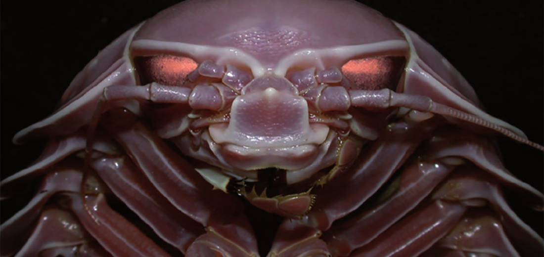 giant isopod