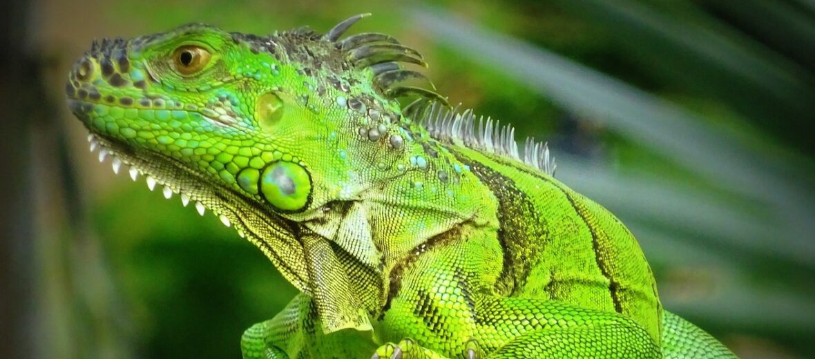 green iguana