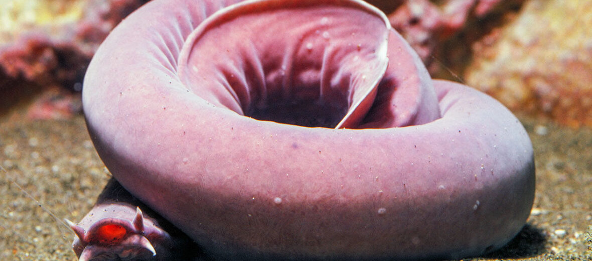 hagfish