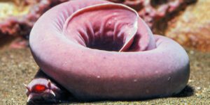 hagfish