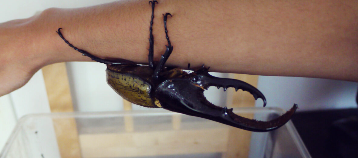 hercules beetle