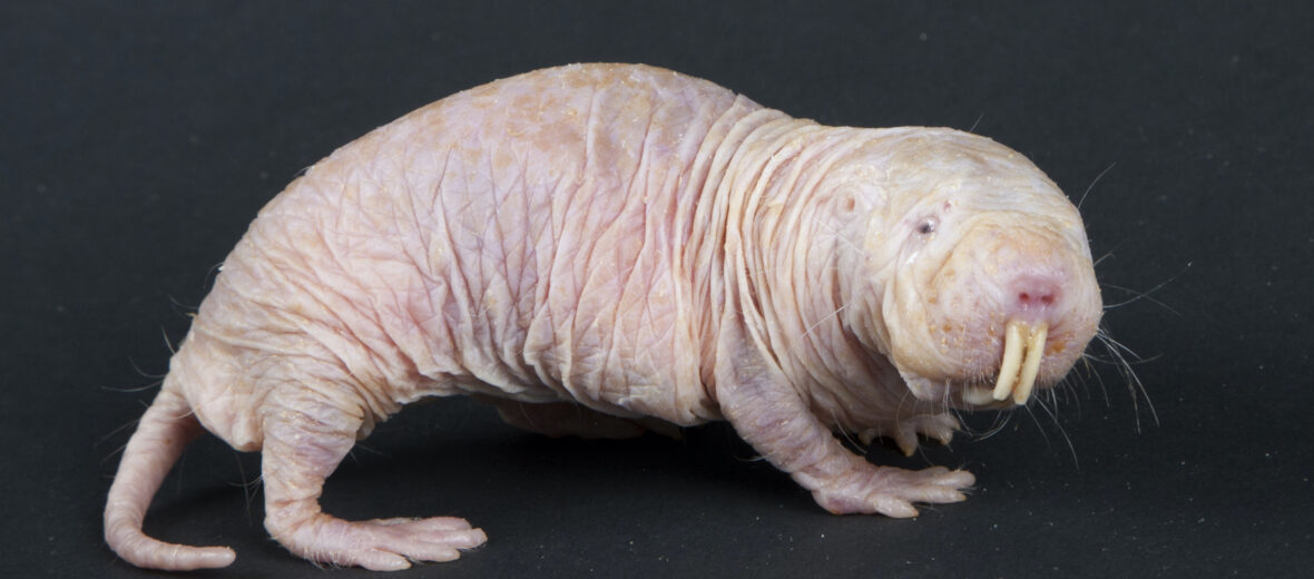 The Disease Resistant Naked Mole Rat | Critter Science