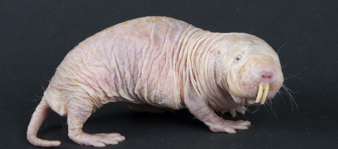 naked mole rat