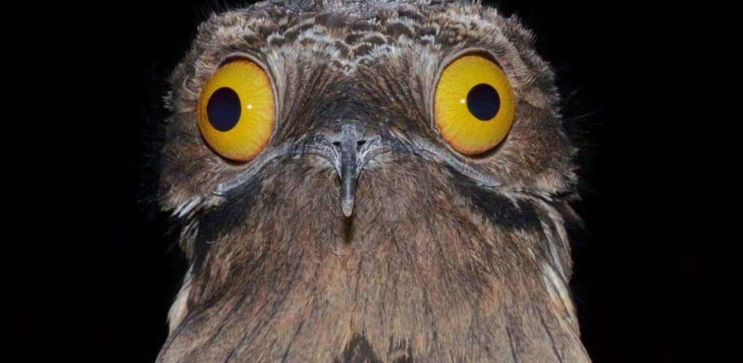 potoo