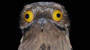 potoo