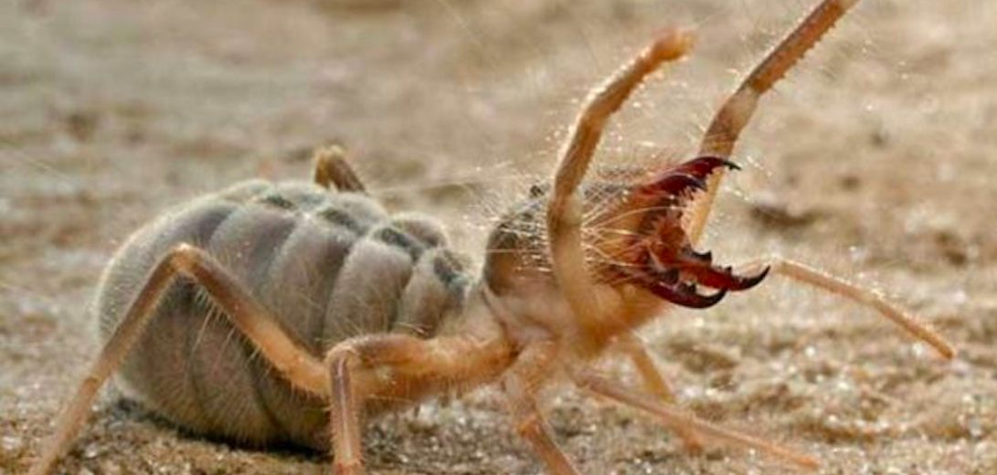 The Charisma Challenged Camel Spider | Critter Science