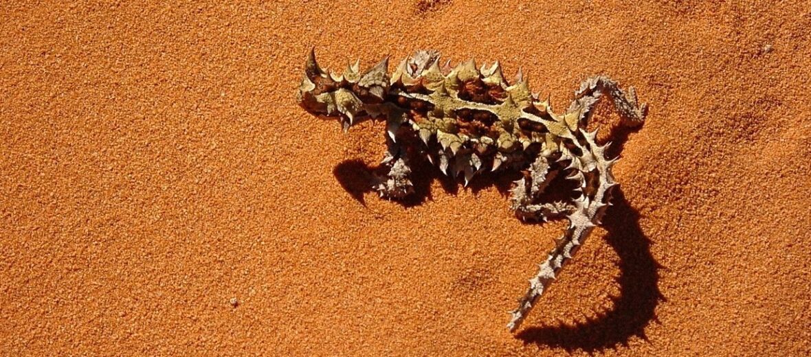 thorny devil