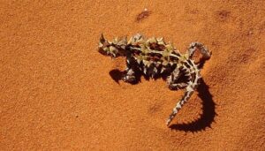 thorny devil