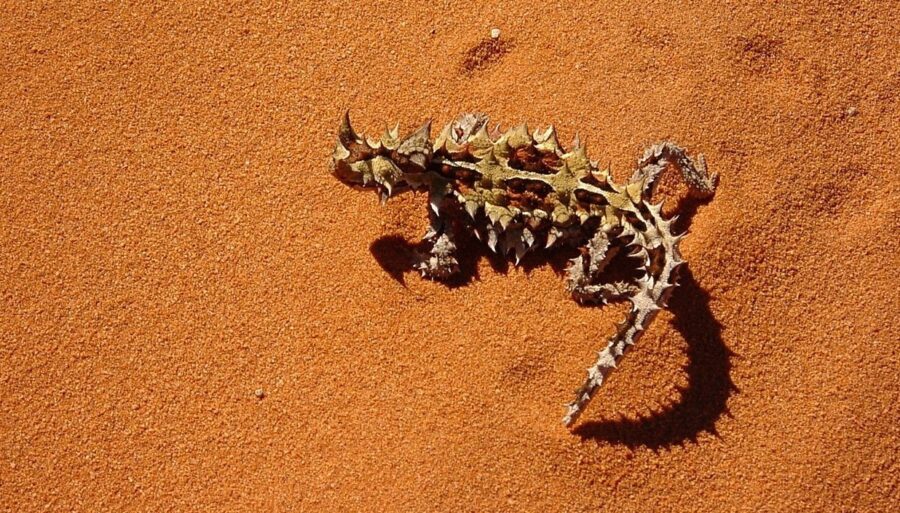 Life Cycle Of A Thorny Devil