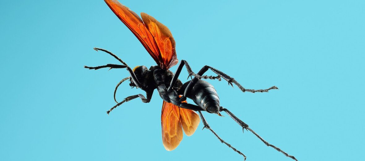 tarantula hawk