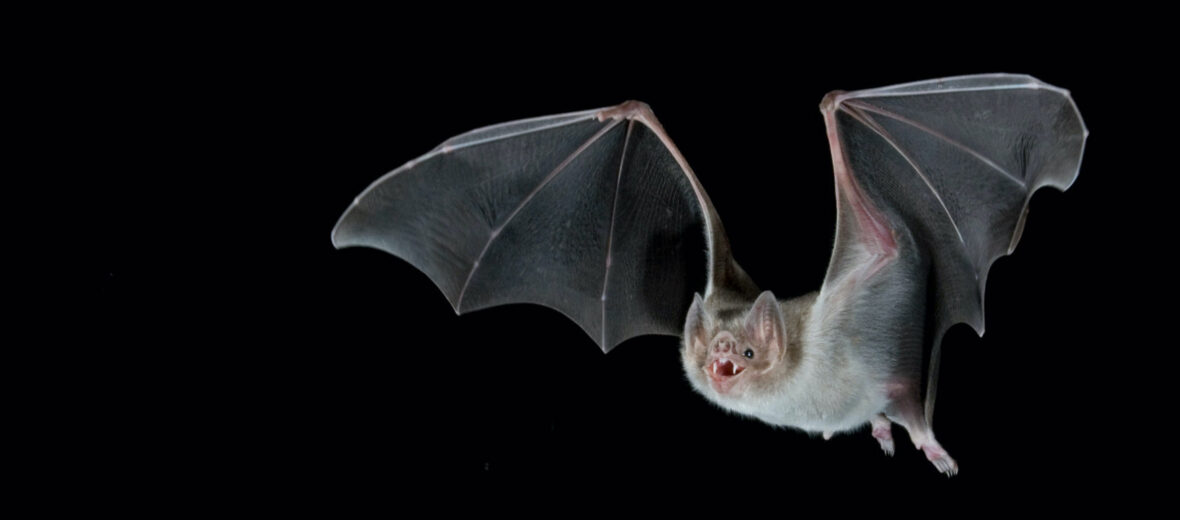 vampire bat, Critter Science