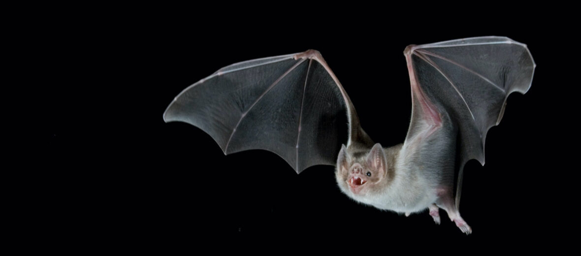 vampire bat