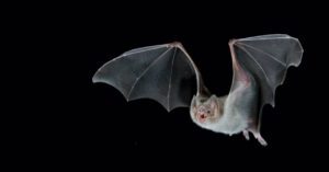 vampire bat