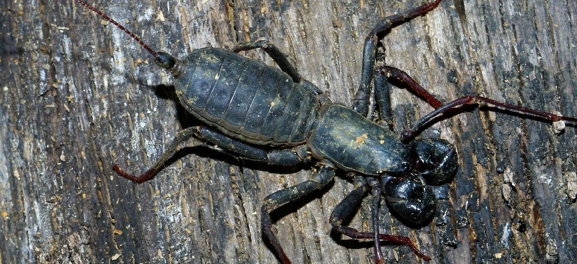 whip scorpion