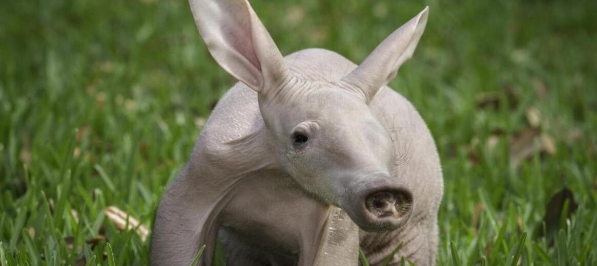 aardvark