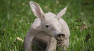 aardvark