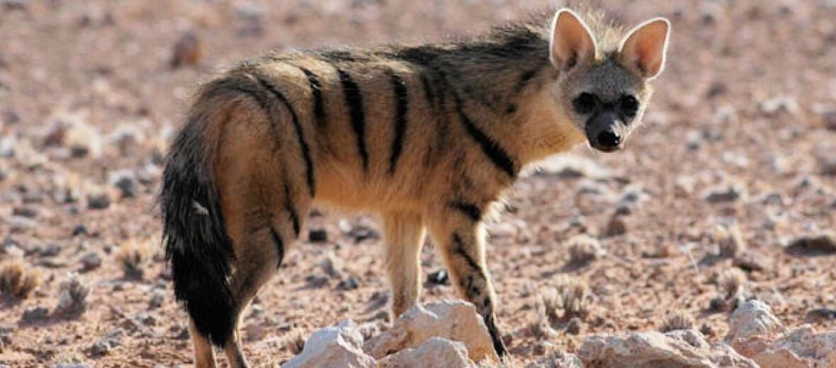 aardwolf