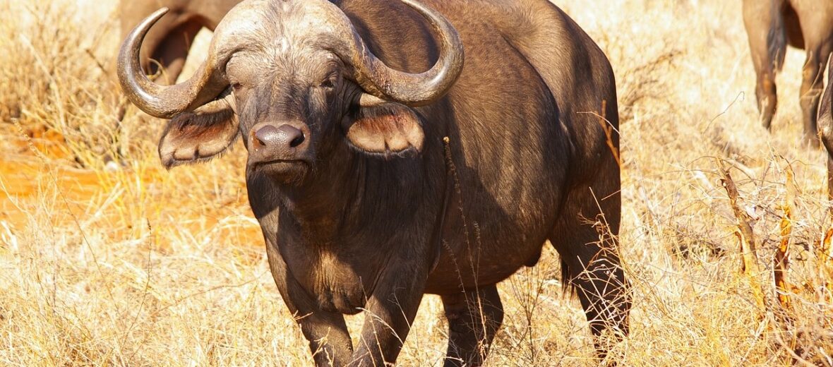African buffalo, Critter Science