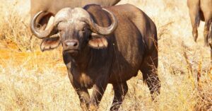 African buffalo