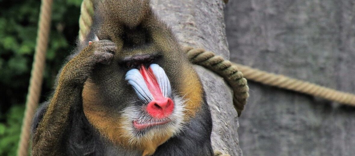 baboon