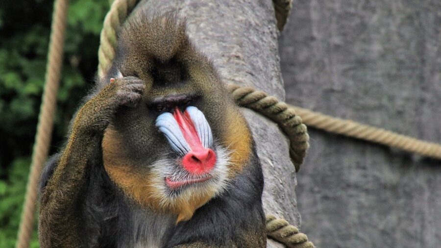 The Fast and Ferocious Baboon | Critter Science