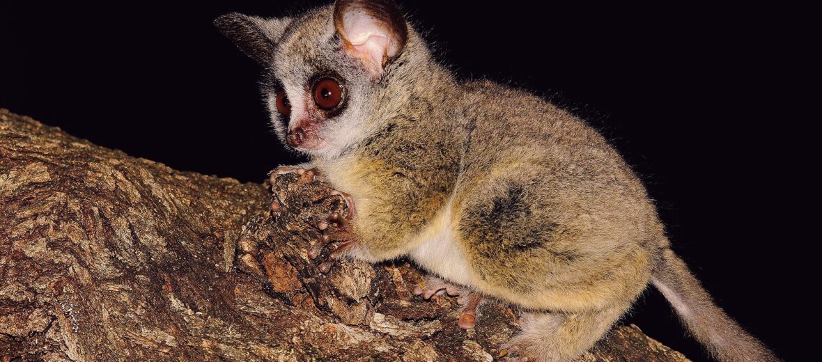 The Bushbaby of Africa | Critter Science