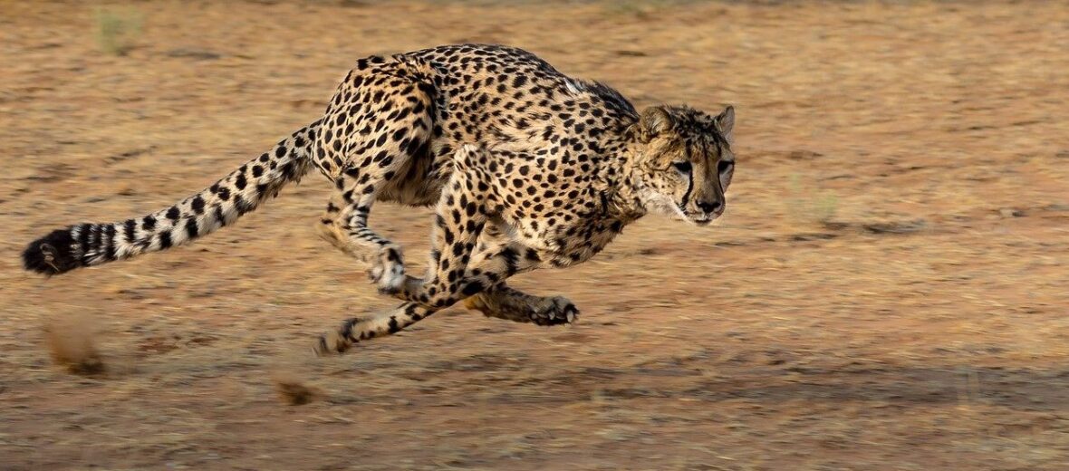 The Fastest Land Animal on Earth... the Cheetah! – Critter Science