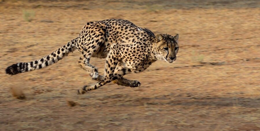 The Fastest Land Animal on Earth... the Cheetah! | Critter Science