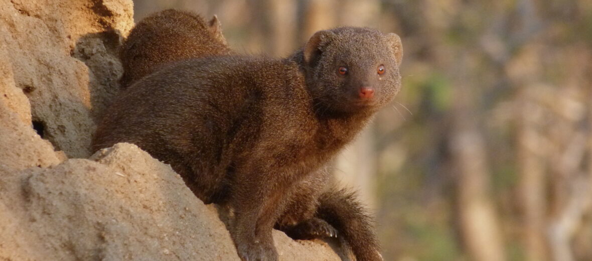 dwarf mongoose